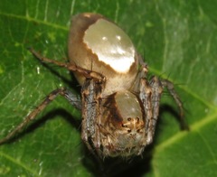 Oxyopes niveosigillatus