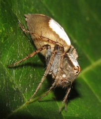 Oxyopes niveosigillatus