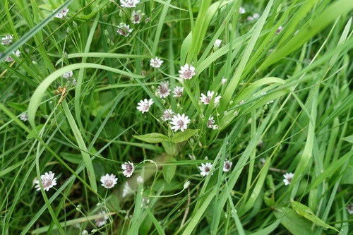 Meadow starwort (Stellaria palustris)