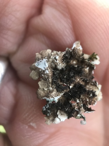 iNaturalist observation photo of Camouflage Lichens