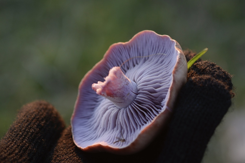 Collybia nuda · December 2025 · photo: © cryptomarasmius (iNaturalist, cc-by)