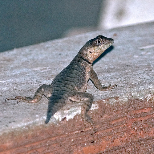 Amazon Lava Lizard, photo 9 of 10