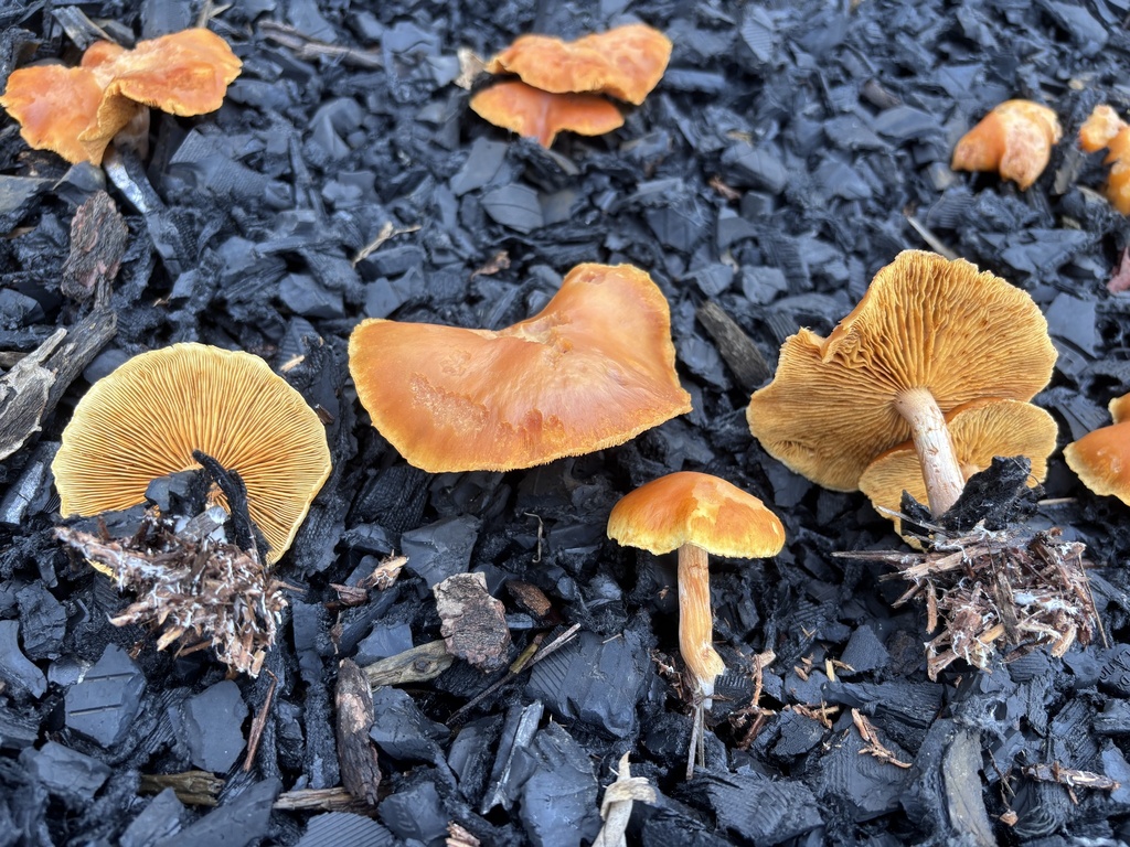 Gymnopilus aurantiophyllus · December 2025 · photo: © reago (iNaturalist, cc-by)