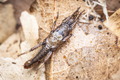 Microcanachus matileorum