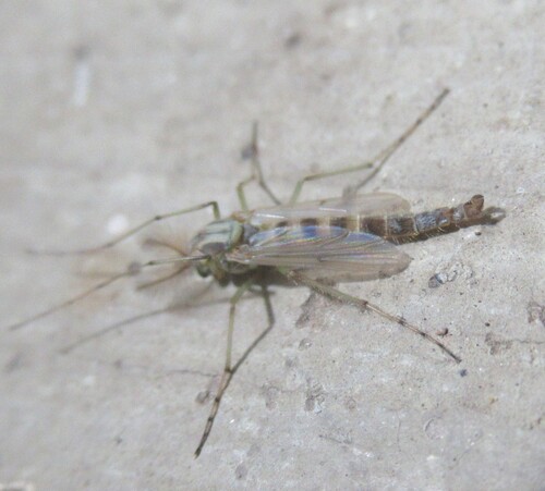 Unknown species found near 5365 CR 326, Lexington, Lee Co, TX, USA