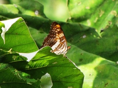 Adelpha phylaca