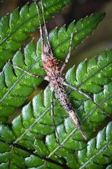 Labidiophasma rouxi