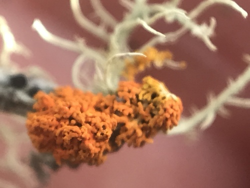 iNaturalist observation photo of Sunburst Lichens and Allies