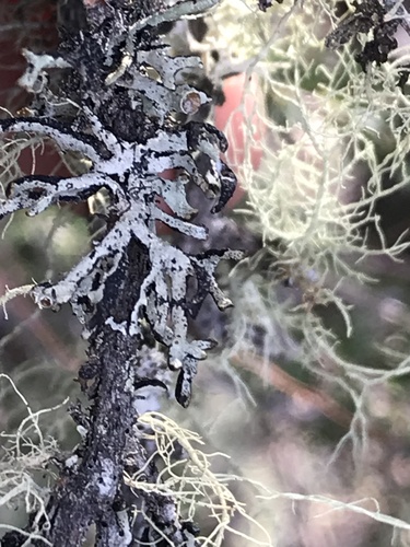 iNaturalist observation photo of Imshaug's Tube Lichen