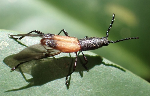 Assycuera waterhousei thumbnail