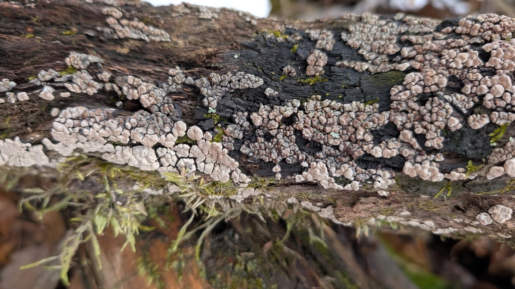 Xylobolus frustulatus · December 2025 · photo: © eeglaser (iNaturalist, cc0)