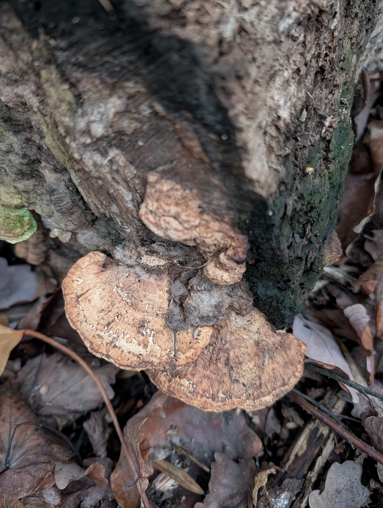 Fomitopsis quercina · December 2025 · photo: © pilmar (iNaturalist, cc0)