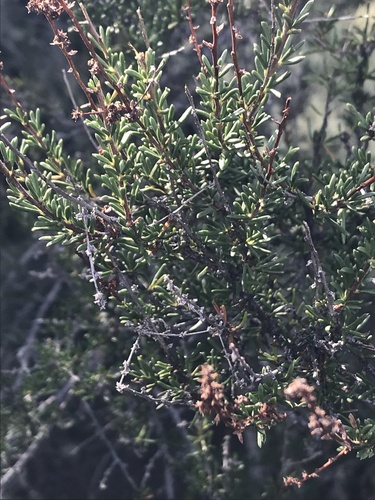 iNaturalist observation photo of chamise