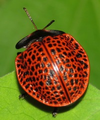 Botanochara subnervosa