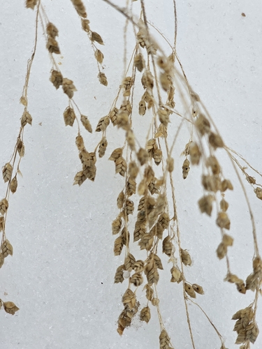 rattlesnake mannagrass (Glyceria canadensis)