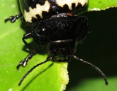 Platyphora flavozonata