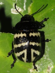 Platyphora flavozonata