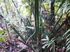 Benstonea nana