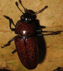 Pselaphacus nigropunctatus