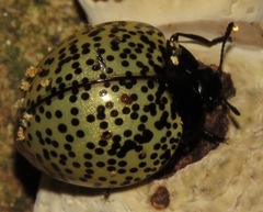 Aegithus punctatissimus