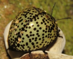 Aegithus punctatissimus