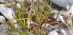 Carmichaelia uniflora