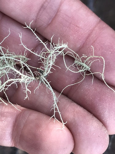 iNaturalist observation photo of beard lichens