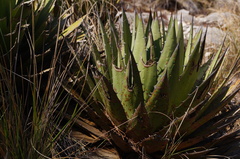 Agave horrida perotensis