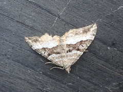 Hydriomena deltoidata