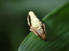 Eriovixia pseudocentrodes