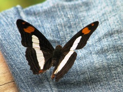 Adelpha naxia