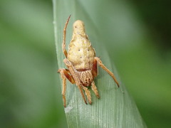 Eriovixia pseudocentrodes