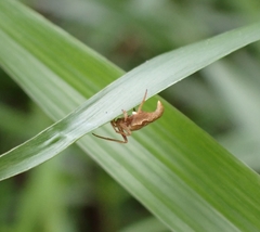 Eriovixia pseudocentrodes