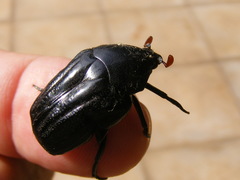 Oplostomus fuligineus