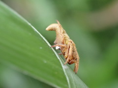 Eriovixia pseudocentrodes