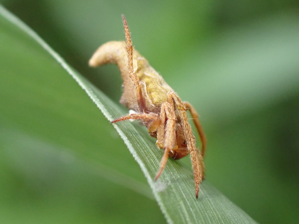 Tailed Araneid Spiders