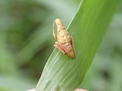 Eriovixia pseudocentrodes