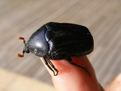 Oplostomus fuligineus