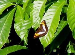 Adelpha phylaca