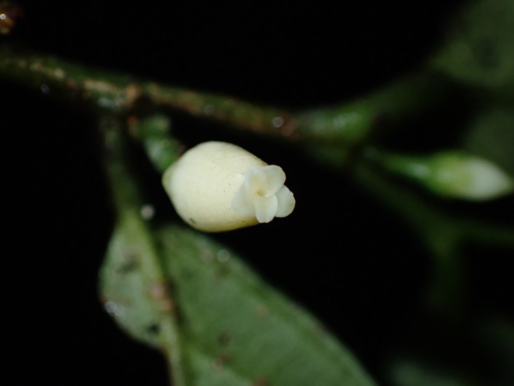 Leonia sphaerocarpa