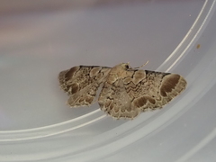 Chloroclystis lichenodes