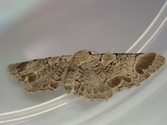 Chloroclystis lichenodes