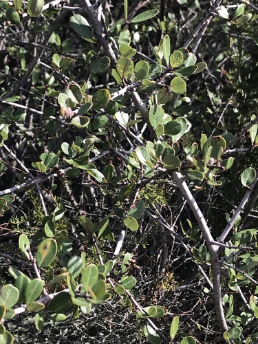 iNaturalist observation photo of Plants