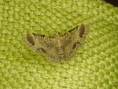 Chloroclystis lichenodes