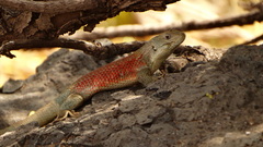 Shining Tree Iguana photo 5