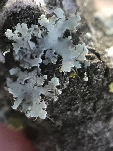 iNaturalist observation photo of rosette lichens