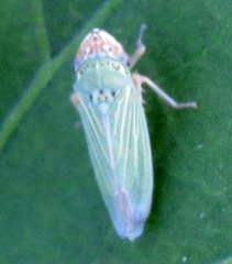 Xyphon reticulatum