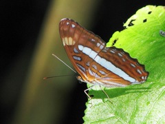 Adelpha felderi