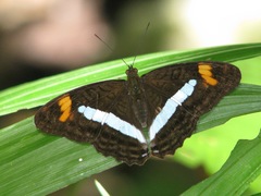 Adelpha felderi