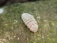 Coelostomidia zealandica